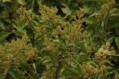 Combretum leprosum