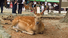 Cervus nippon