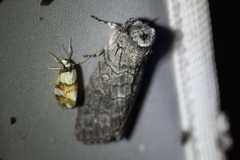 Discophlebia celaena