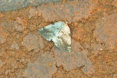 Lomographa semiclarata