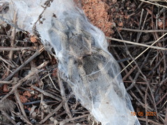 Dolichothele exilis