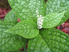 Chloranthus serratus
