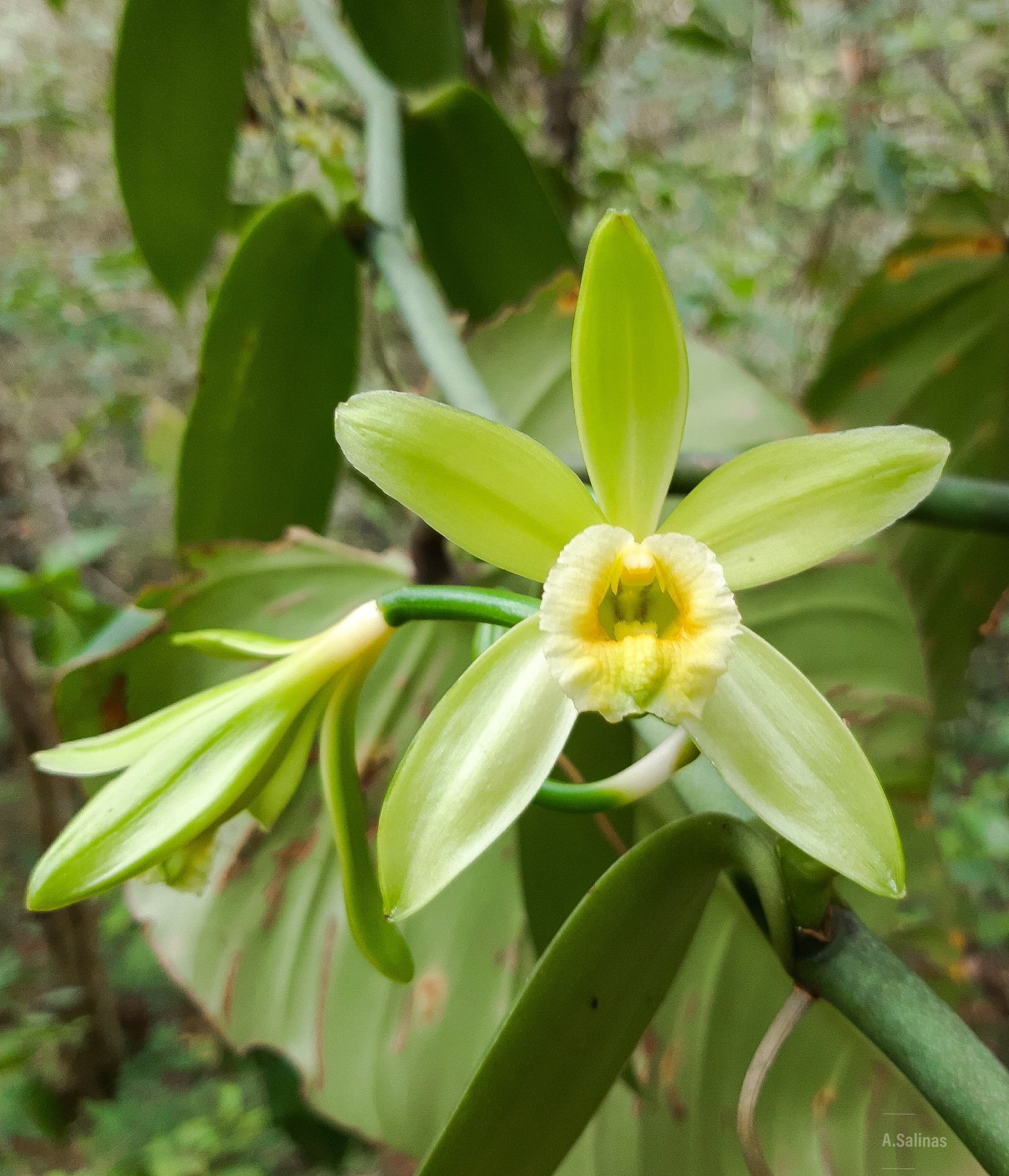 Vainilla (Vanilla planifolia) · NaturaLista Colombia