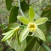 Vanilla planifolia - Photo (c) Ariel Salinas Seq., μερικά δικαιώματα διατηρούνται (CC BY-NC), uploaded by Ariel Salinas Seq.