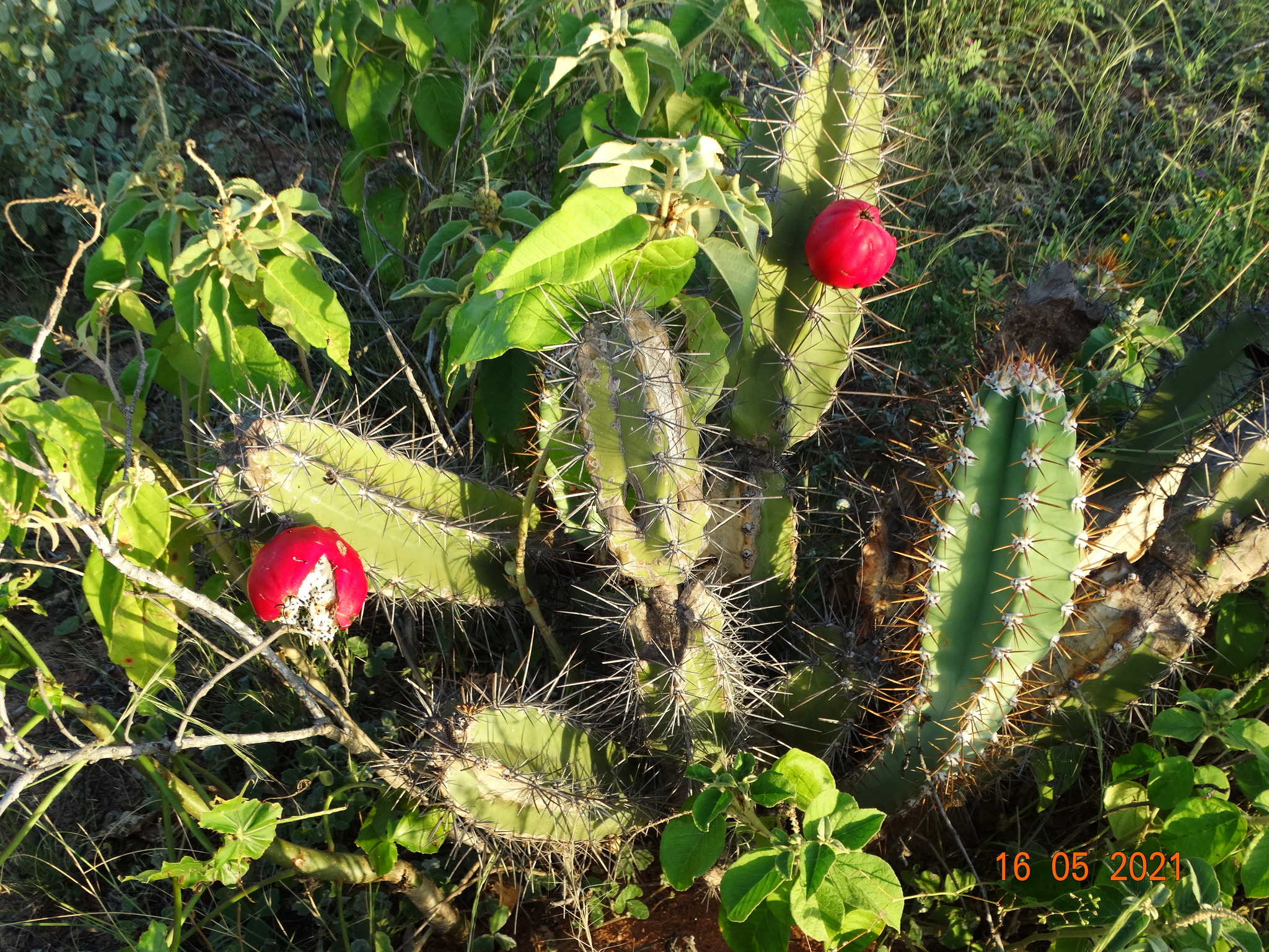 Cereus jamacaru