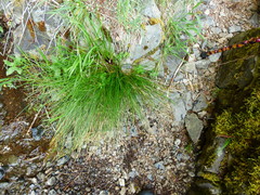 Juncus laccatus