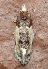 Henricus edwardsiana