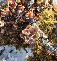 Echeveria cerrograndensis