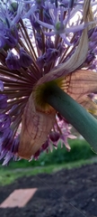 Allium aflatunense