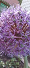 Allium aflatunense
