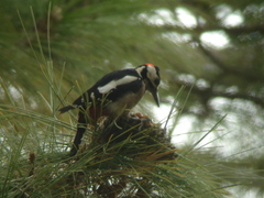 Dendrocopos major canariensis