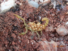 Jaguajir rochae