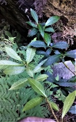 Elaeocarpus holopetalus