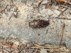 Chalcophora virginiensis