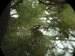 Dendrocopos major canariensis