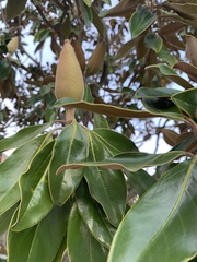 Magnolia