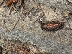 Chalcophora virginiensis