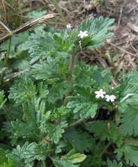 Glandularia quadrangulata
