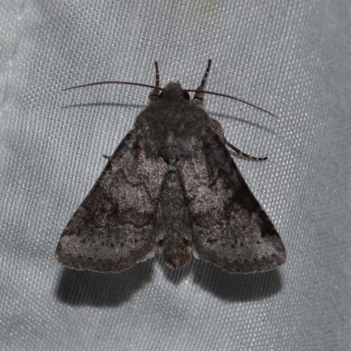 Modest Quaker photo 4