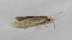 Cauchas dietziella