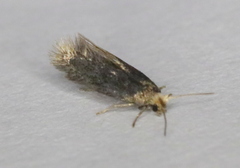 Cauchas dietziella