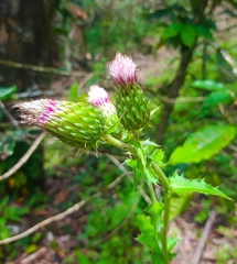 Cirsium mexicanum