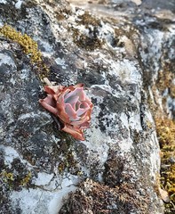 Echeveria cerrograndensis