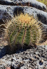 Ferocactus reppenhagenii