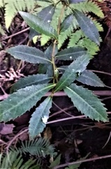 Elaeocarpus holopetalus