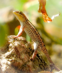 Sceloporus squamosus