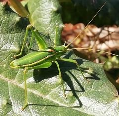 Odontura glabricauda