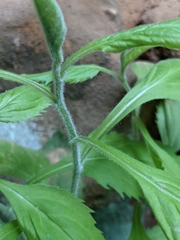 Solidago albopilosa