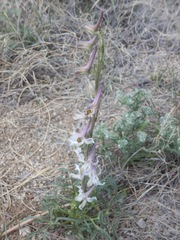 Delphinium wootonii