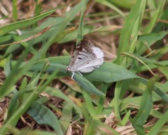 Lomographa semiclarata