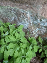 Solidago albopilosa