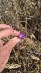 Brodiaea orcuttii