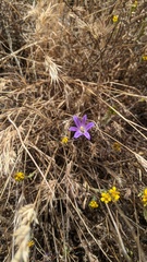 Brodiaea orcuttii
