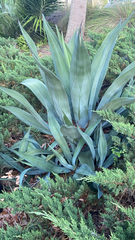 Agave attenuata