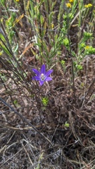Brodiaea orcuttii
