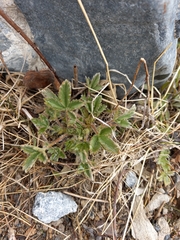 Potentilla fragiformis