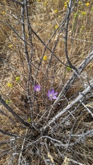 Brodiaea orcuttii