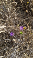 Brodiaea orcuttii