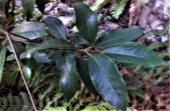 Quintinia sieberi