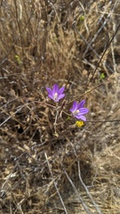 Brodiaea orcuttii
