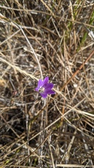 Brodiaea orcuttii