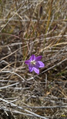 Brodiaea orcuttii