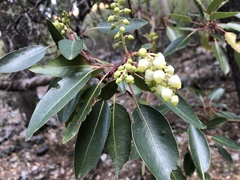 Arbutus arizonica