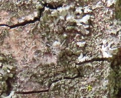Mesopsocus