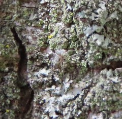 Mesopsocus