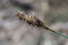 Carex multifaria